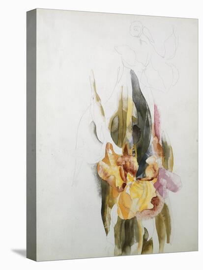 Iris-Thomas Jones Barker-Stretched Canvas