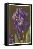 Iris-null-Framed Stretched Canvas