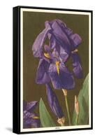Iris-null-Framed Stretched Canvas