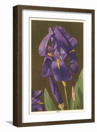Iris-null-Framed Art Print