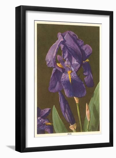 Iris-null-Framed Art Print