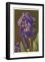 Iris-null-Framed Art Print