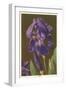 Iris-null-Framed Art Print