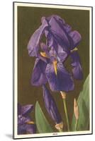 Iris-null-Mounted Art Print