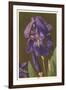 Iris-null-Framed Art Print