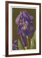 Iris-null-Framed Art Print