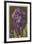 Iris-null-Framed Art Print