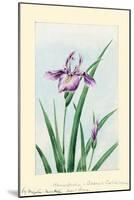 Iris-Megata Morikaga-Mounted Art Print