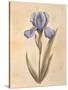 Iris-Virginia Huntington-Stretched Canvas