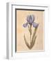 Iris-Virginia Huntington-Framed Art Print