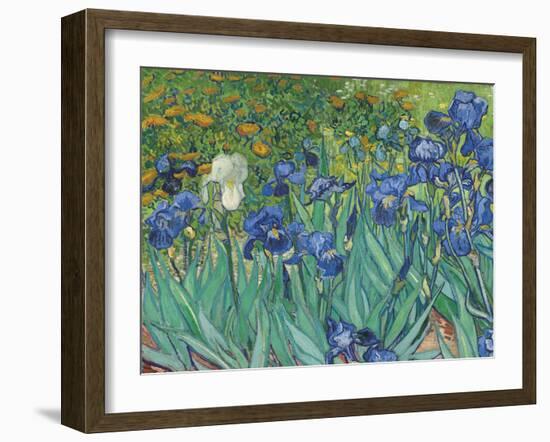 Irises, 1889 - Focus-Van Gogh Vincent-Framed Giclee Print