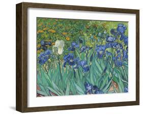 Irises, 1889 - Focus-Van Gogh Vincent-Framed Giclee Print