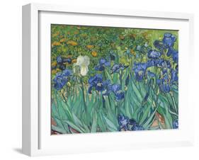 Irises, 1889 - Focus-Van Gogh Vincent-Framed Giclee Print