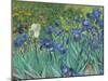 Irises, 1889 - Focus-Van Gogh Vincent-Mounted Giclee Print