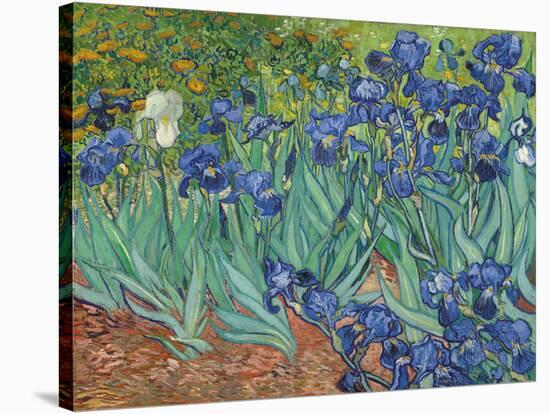 Irises, 1889-Vincent Van Gogh-Stretched Canvas