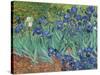 Irises, 1889-Vincent Van Gogh-Stretched Canvas