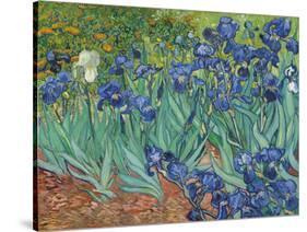 Irises, 1889-Vincent Van Gogh-Stretched Canvas
