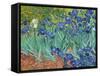 Irises, 1889-Vincent van Gogh-Framed Stretched Canvas