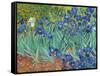 Irises, 1889-Vincent van Gogh-Framed Stretched Canvas