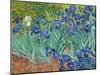 Irises, 1889-Vincent van Gogh-Mounted Art Print