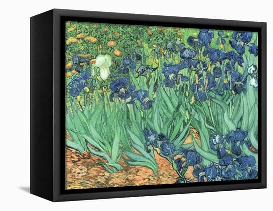 Irises, 1889-Vincent van Gogh-Framed Stretched Canvas