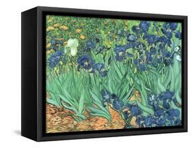 Irises, 1889-Vincent van Gogh-Framed Stretched Canvas