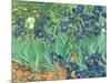 Irises, 1889-Vincent van Gogh-Mounted Giclee Print