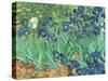 Irises, 1889-Vincent van Gogh-Stretched Canvas