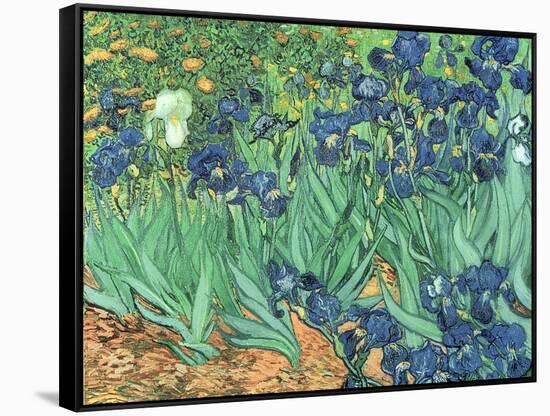 Irises, 1889-Vincent van Gogh-Framed Stretched Canvas