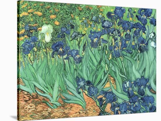 Irises, 1889-Vincent van Gogh-Stretched Canvas