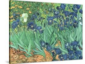 Irises, 1889-Vincent van Gogh-Stretched Canvas