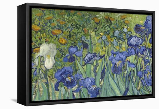 Irises, 1889-Vincent van Gogh-Framed Stretched Canvas