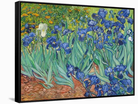 Irises, 1889-Vincent van Gogh-Framed Stretched Canvas