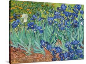 Irises, 1889-Vincent van Gogh-Stretched Canvas