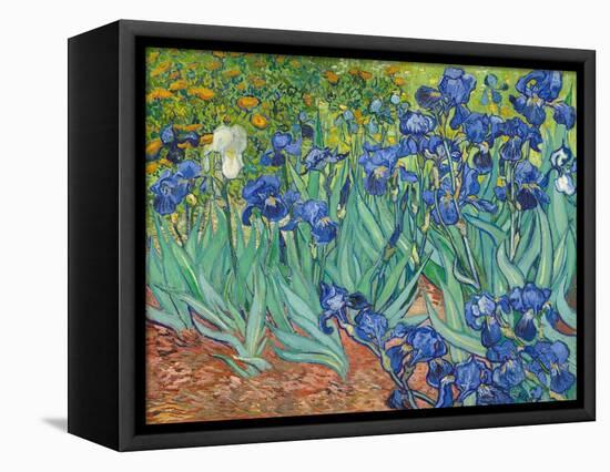 Irises, 1889-Vincent van Gogh-Framed Stretched Canvas