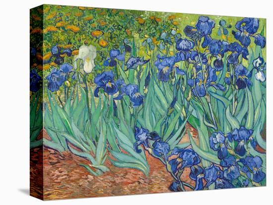 Irises, 1889-Vincent van Gogh-Stretched Canvas