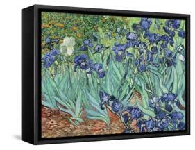 Irises, 1889-Vincent van Gogh-Framed Stretched Canvas