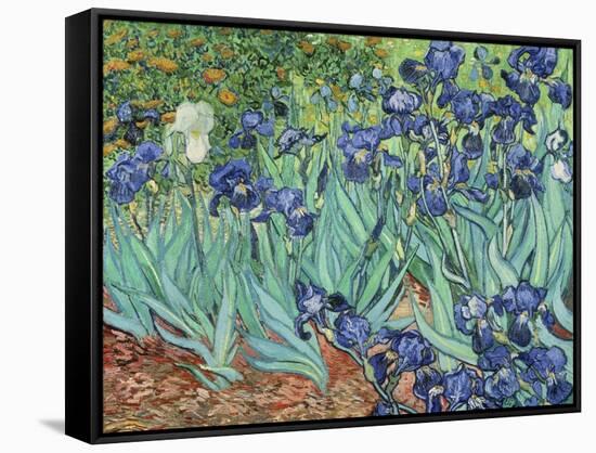 Irises, 1889-Vincent van Gogh-Framed Stretched Canvas