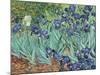 Irises, 1889-Vincent van Gogh-Mounted Premium Giclee Print