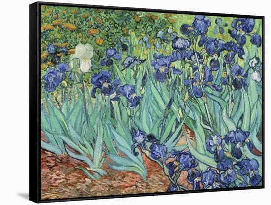 Irises, 1889-Vincent van Gogh-Framed Stretched Canvas