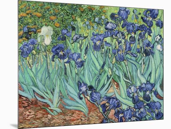 Irises, 1889-Vincent van Gogh-Mounted Giclee Print