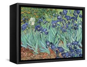 Irises, 1889-Vincent van Gogh-Framed Stretched Canvas