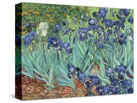 Irises, 1889-Vincent van Gogh-Stretched Canvas