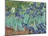 Irises, 1889-Vincent van Gogh-Mounted Premium Giclee Print