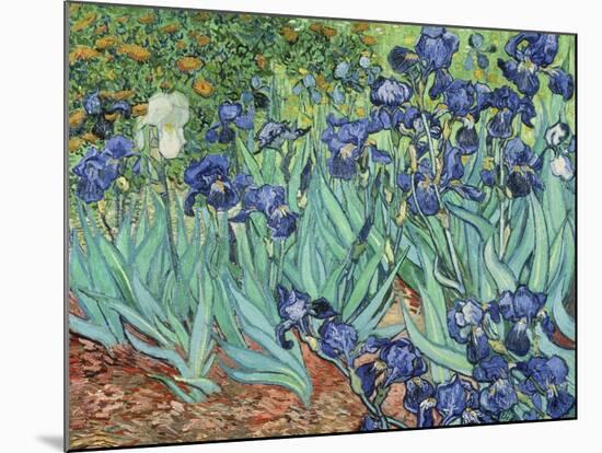 Irises, 1889-Vincent van Gogh-Mounted Giclee Print