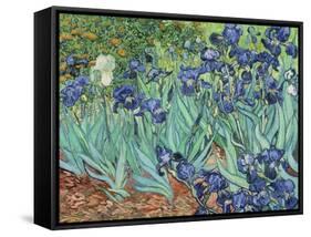 Irises, 1889-Vincent van Gogh-Framed Stretched Canvas