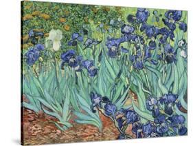 Irises, 1889-Vincent van Gogh-Stretched Canvas