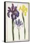 Irises, 18th Century-null-Framed Stretched Canvas