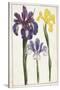 Irises, 18th Century-null-Stretched Canvas