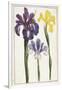 Irises, 18th Century-null-Framed Giclee Print